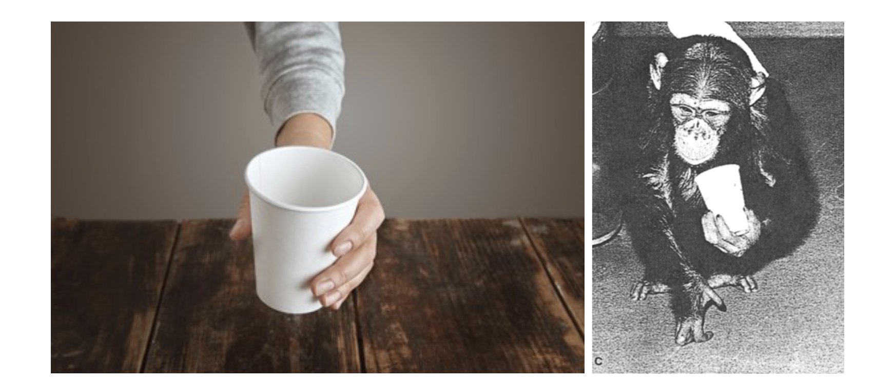 인간과 침팬지의 컵 잡는 방식 비교