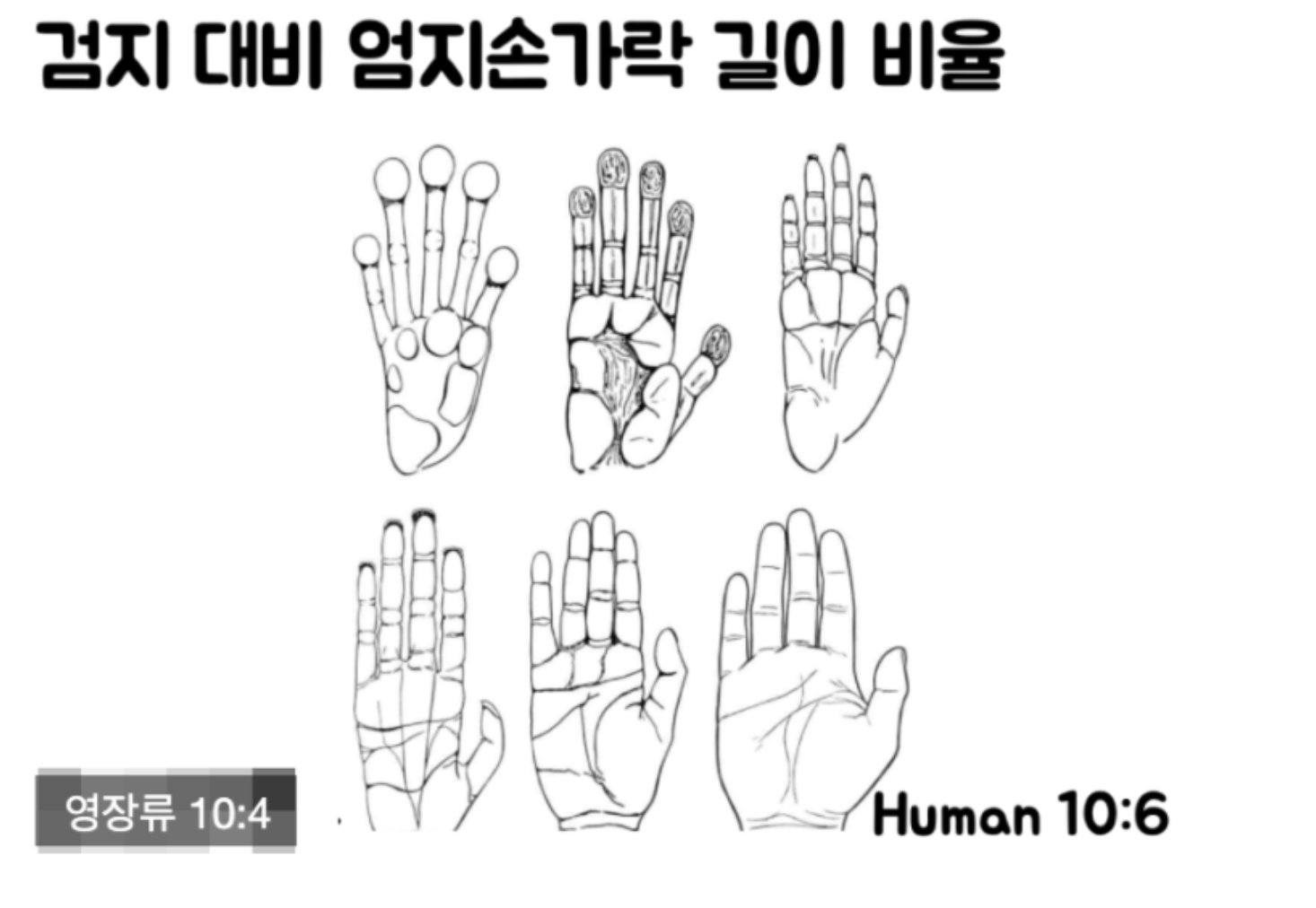영장류와 인간의 엄지:검지 비율 비교