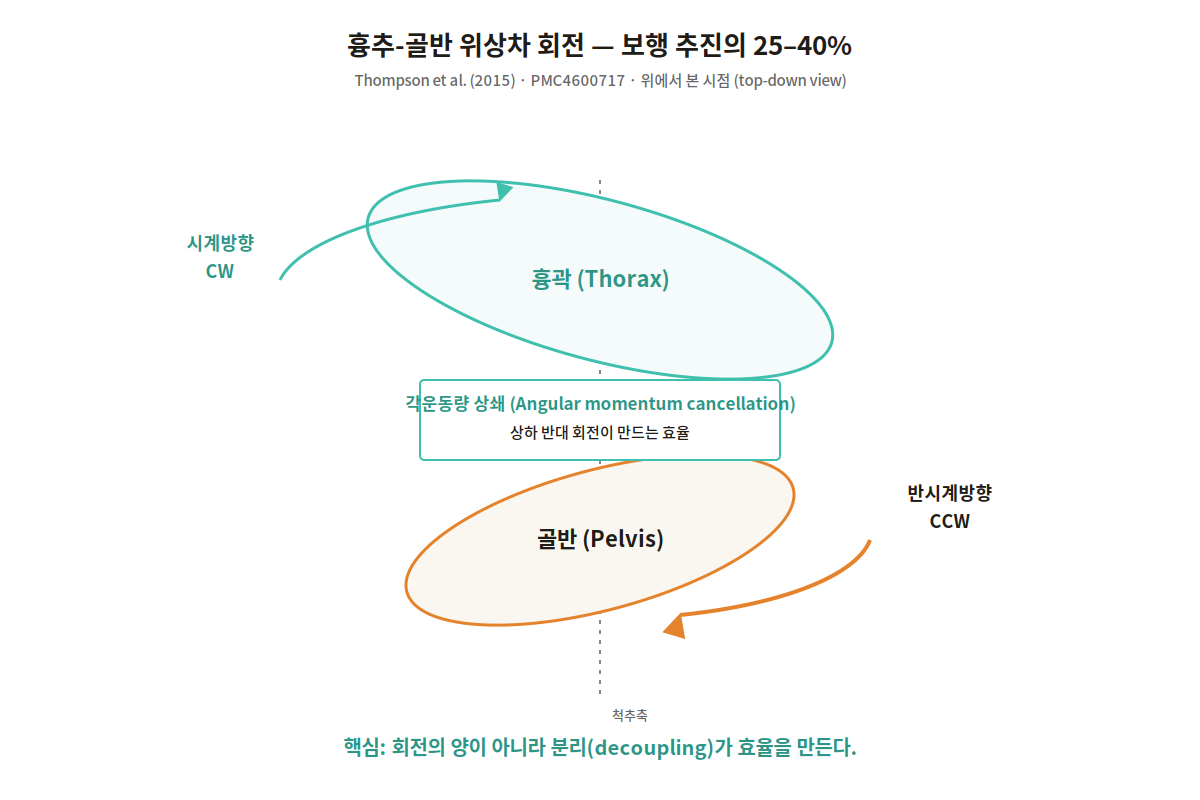 흉추-골반 위상차 회전 — Thompson 2015 도해