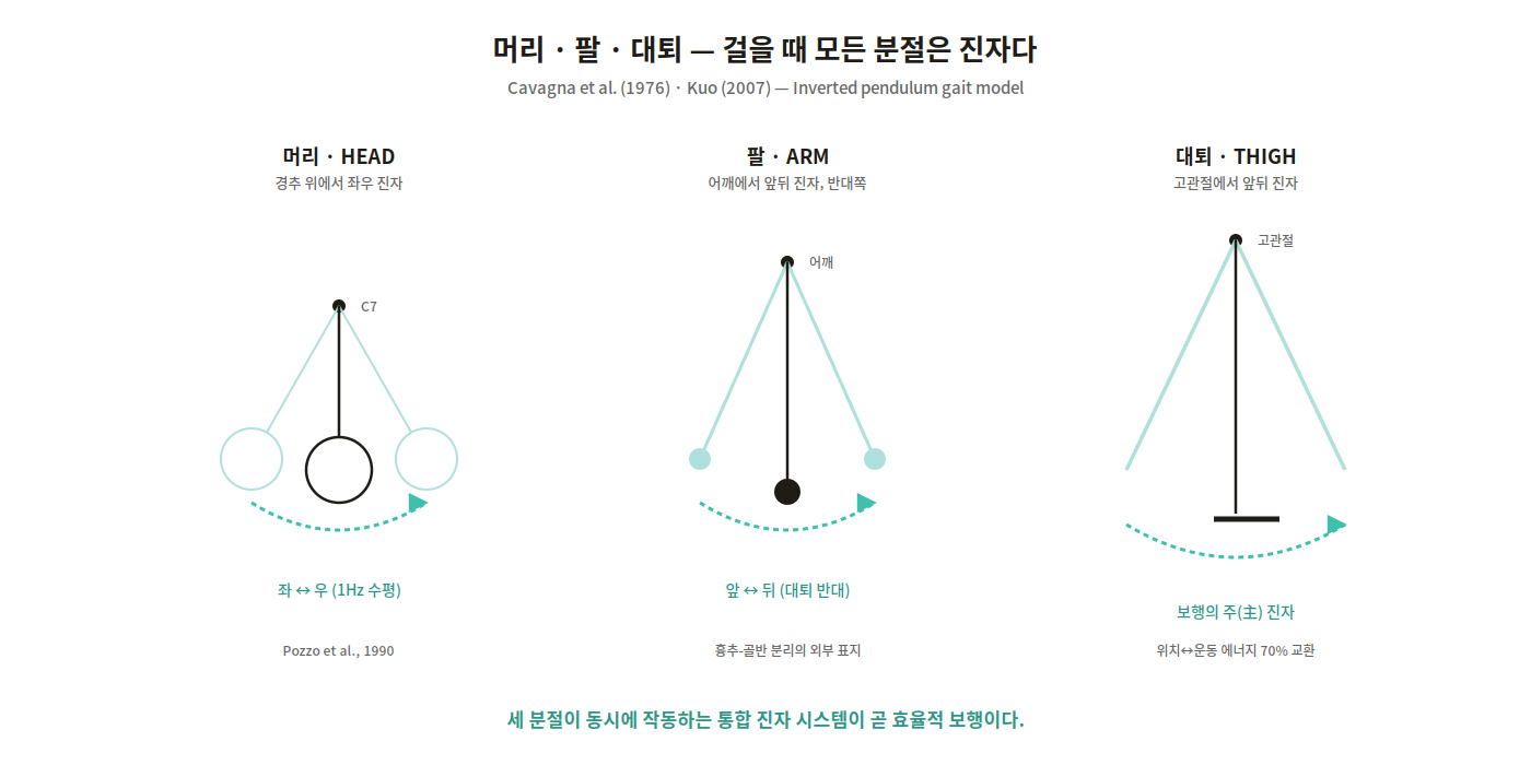 머리·팔·대퇴 세 분절의 진자 운동 도해